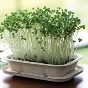 새싹채소 원예체험 실내 식물 기르기 유채 성장세트 (WFL12PA)