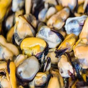 [맛] 남해 깔끔손질 자숙 홍합살 1KG X 5개 짬뽕