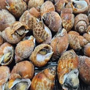 [맛] 자숙범고동1KG 74미 내외,초장포함 소라