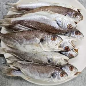 싱싱햇 국산 반건조백조기 조기 반건조 백조기 1kg 2kg