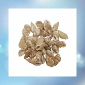 미니 소라 재료 자연물 꾸미기 아동 세트 장식 수집 공예