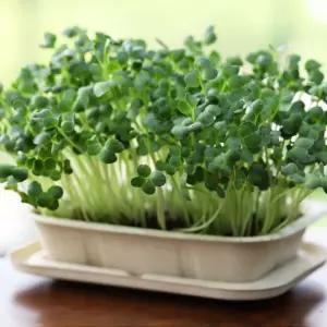 밀짚화분 무순 채소 키우기 배양토 세트