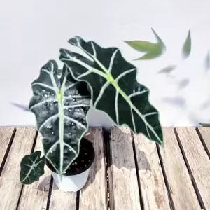 모종 거북알로카시아 - 실내 인테리어 공기정화식물