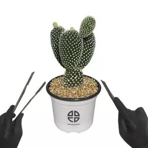 식물 관찰 실험용 토끼 선인장 자르기 키트키우기 재배기 DIY 취미 화단만들기 화분키우기 가정용 새싹키우