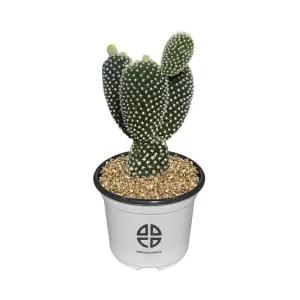 사막에 사는 식물 관찰 실험용 토끼 선인장키우기 재배기 DIY키트 취미 화단만들기 화분키우기 가정용 새싹