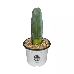 식물 관찰 실험용 기둥 선인장 용신목키우기 재배기 DIY키트 취미 화단만들기 화분키우기 가정용 새싹키우