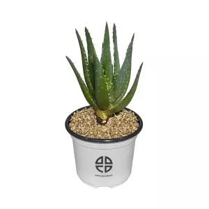 사막에 사는 식물 관찰 실험용 알로에키우기 재배기 DIY키트 취미 화단만들기 화분키우기 가정용 새싹키우