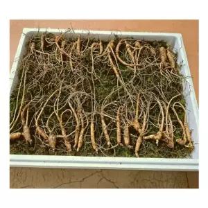 홍삼 파삼 자연 장뇌 산양삼 산삼 30뿌리전후 6년근 산양