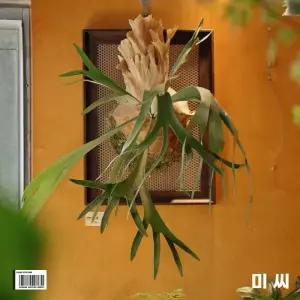 행잉식물 부작판 목부작 착생판