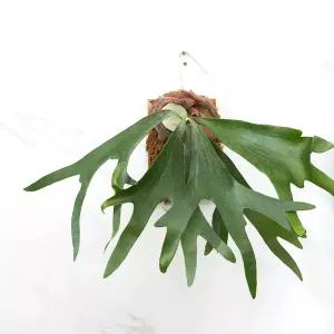 매쉬와이어 행잉식물 목부작 착생판 부작판