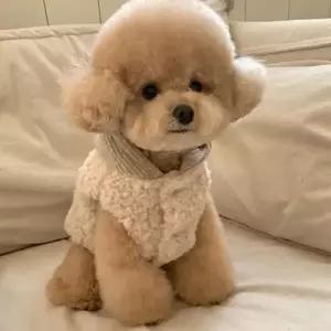 댕댕이 겨울용 후드조끼 뽀글이 베스트 P55256 외출용