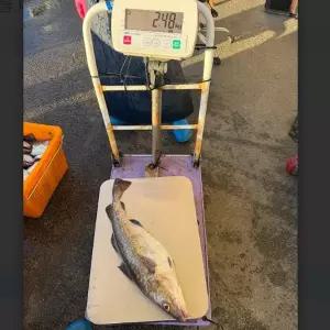 국내산 생물 대구 1미 2-3kg 알 곤이 랜덤