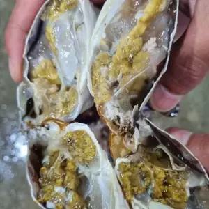 국내산 생물 숫꽃게 1kg 2-3미 수율 70-80%