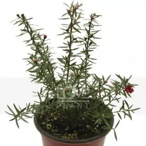 호주매화(겹꽃) 야생화 꽃 식물키우기 화분 노지월동 플랜테리어