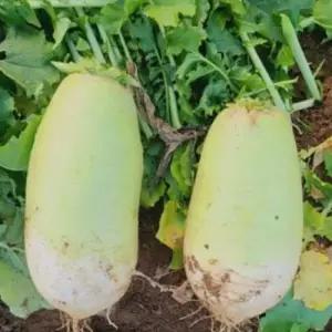 백작무 김장 무 야채 채소 식물 씨 종자 씨앗 20g WBAE8FD