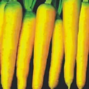 노랑채소씨앗 채소종자 웰빙작물 500립 웰빙당근종자 (WFKBYPD)