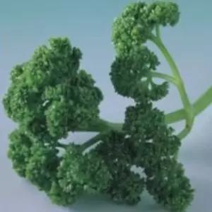 파슬리채소씨앗 500립 야채씨앗 야채종자500립 채소품종 (WFKBYTK)