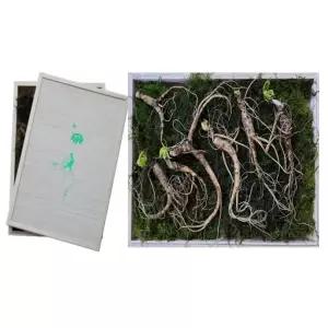 [A441 산양삼 선물세트 산삼 8-10년산 선물용 5뿌리+7~8년산 2뿌리