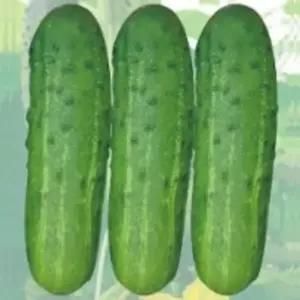 스트라이크채소종자 50립 품종 채소종자 오이채소씨앗 (WFKBYVJ)