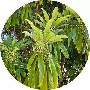 굴거리나무/Daphniphyllum macropodum/묘목/5치분묘/약용수/조경수/대기정화/대량주문내고