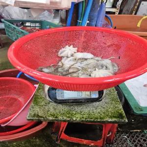 국내산 국산 급냉 쭈꾸미 1kg10미내외 볶음용 봄철별미