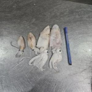 남해산 급냉호래기 1kg100미내외 급냉 호래기 볶음용