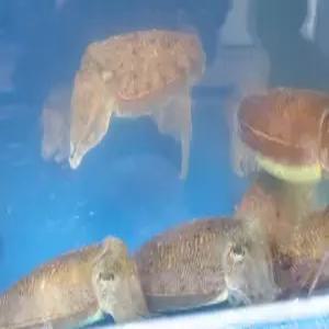 군산 급냉 손질 중 갑오징어 1kg5-8미 1kg 특대 숙회용 회용