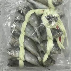 국내산 참조기 굴비 20미