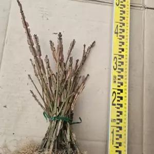 (다올)조경수 화살나무 2년생 묘목 10주 튼튼한정품