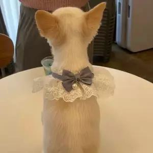 강아지 레이스 스카프 케이프 블루 S