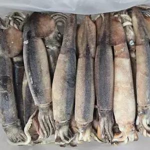 명품 동해안 자연산 급냉 오징어(미손질)1박스(20~24미)