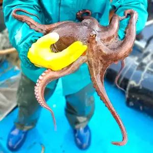 통영 돌문어 활문어 제수용 1.5kg 1미 국내산 문어 생물