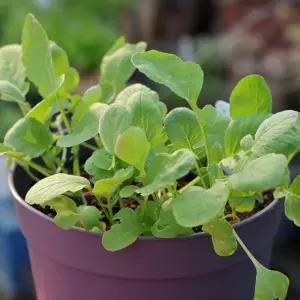 지렁이배양토 화분 래디시 씨앗 비료 텃밭 세트실내식물 인테리어 미니 사무실 소형 거실