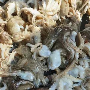 당일조업 서해안 태안 활 쭈꾸미 1kg 생물 샤브샤브