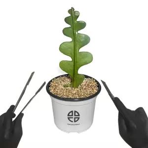 식물 관찰 실험용 피쉬본 선인장 자르기 키트DIY 취미 화단만들기 화분키우기 가정용재배기 새싹키우기 미