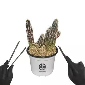 식물 관찰 실험용 손가락 선인장 자르기 키트DIY 취미 화단만들기 화분키우기 가정용재배기 새싹키우기 미