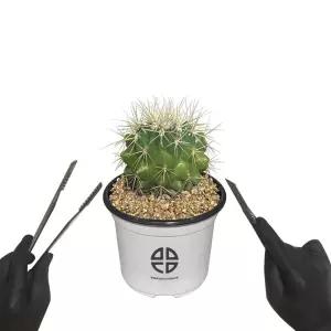 둥근 선인장 금호 자르기 실험 키트DIY 취미 화단만들기 화분키우기 가정용식물재배기 새싹키우기 미니 인