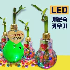 DD 두두엠 LED 반짝반짝 개운죽 키우기 5인세트콩나물키우기 바질키우기 키우기놀이 학습완구 교육 새싹키