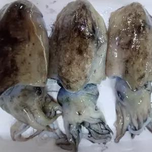 당일조업 국내산 제철 통 갑오징어 1kg 생물 비손질