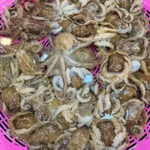 국산 생물 쭈꾸미 1kg 7-15미 내외