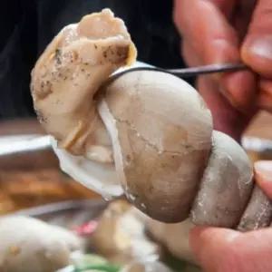 동해안 앞바다 포항 구룡포 백골뱅이 백고동 생물 1kg 10-15미 내외 특대