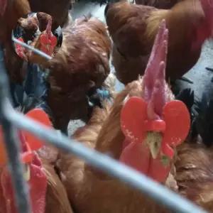 (제스트)꿩안경 눈가리개 대사이즈50개+펜치 닭안경 앵무새