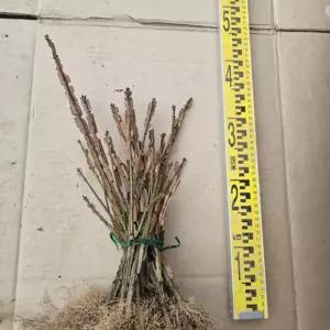 화살나무 삽목2년생 묘목 10주 / 튼튼한정품