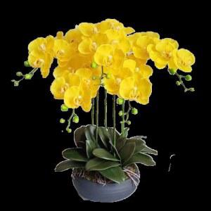 서양란 모종 호접란 화분 실내 공기 정화 식물 인테리어 꽃 선물 반려 식물