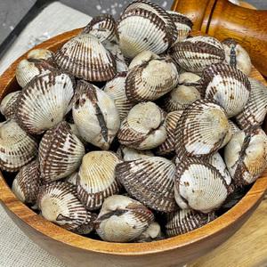 국내산 남해 제철 새꼬막 (중) 3kg 당일채취 270미내외