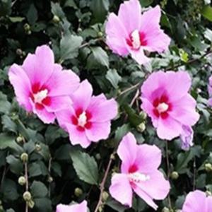 무궁화 꽃 나무 묘목 2년생