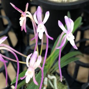 [금비농원] 홍천구/부귀란/소엽풍란/석부작/목부작/공기정화식물/풍란