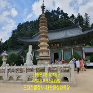 평창군지원 [평창 택시투어 1탄] 천년고찰 월정사 전나무숲길~대관령삼양목장(당일)