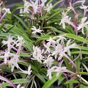 [금비농원] 홍야/부귀란/풍란색화/석부작/목부작/공기정화식물/소엽풍란