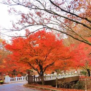 순창 강천산 강천사 장군폭포 2025 단풍 당일 버스 여행